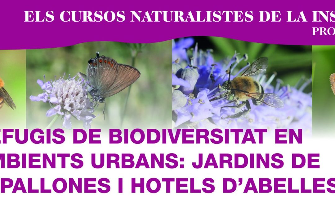 Els cursos naturalistes de la Institució:  Refugis de biodiversitat en ambients urbans: jardins de papallones i hotels d’abelles