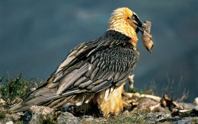 Conferència “Ecologia i conservació del trencalòs, una aproximació multidisciplinària”